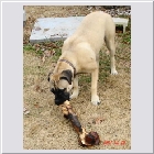 Lilly and Clint's Jasmine same owners Sue & Guya.jpg